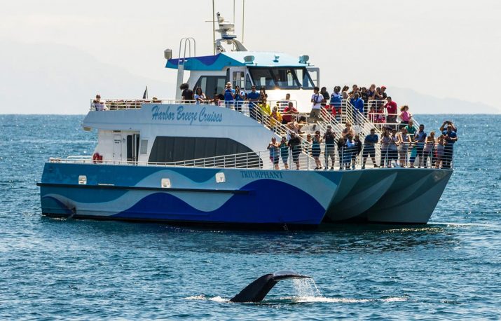 Whale Watching Long Beach